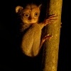 Nartoun zapadosundsky - Tarsius bancanus - Western Horsfields Tarsier o6661